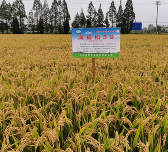 ���P��59-ˮ���N��-���P�N�I(y��)