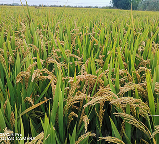 ���P(y��ng)��(y��u)�㾬-ˮ���N��-���P(y��ng)�N�I(y��)