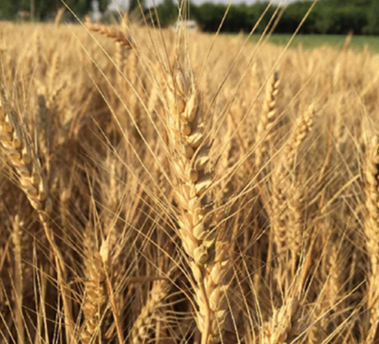 ��(j��)��22-С���N��-���r(n��ng)�N�I(y��)