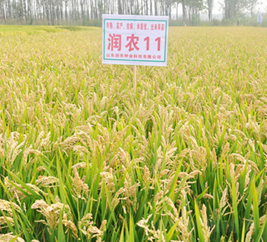 ���r(n��ng)11-ˮ���N��-���r(n��ng)�N�I(y��)