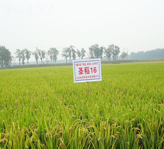 ʥ��16-ˮ���N��-���r(n��ng)�N�I(y��)