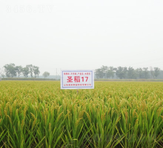 ʥ��17-ˮ���N��-���r�N�I(y��)