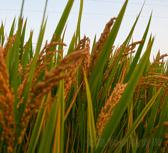 ���r(n��ng)303-ˮ���N��-���r(n��ng)�N�I(y��)