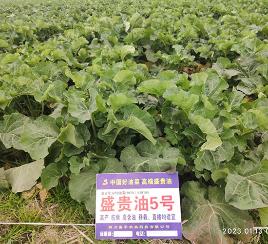 ʢ�F��5̖(h��o)-�Ͳ˷N��-ʢƽ�r(n��ng)�I(y��)