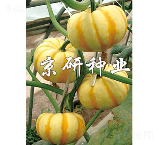 ����ʹ�-�ϹϷN��-���зN�I(y��)