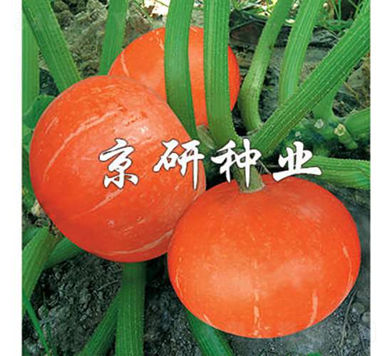 �������t��A-�ϹϷN��-���зN�I(y��)