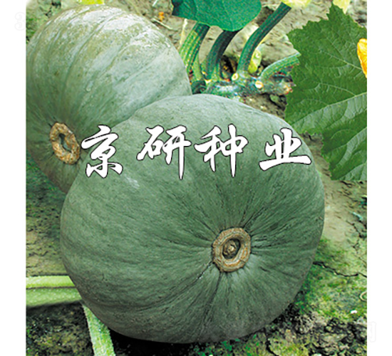 �������y��-�ϹϷN��-���зN�I(y��)