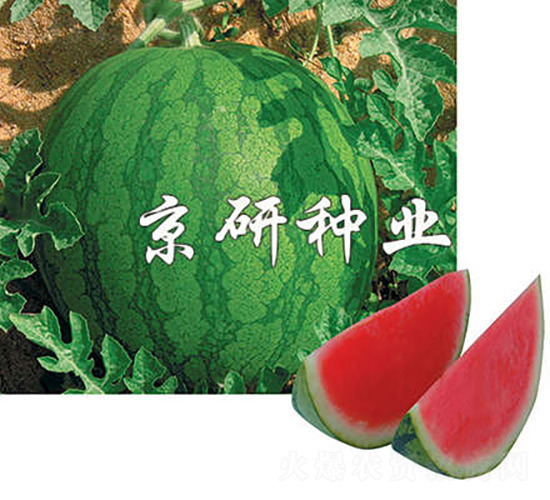 ����1̖(h��o)-���ϷN��-���зN�I(y��)