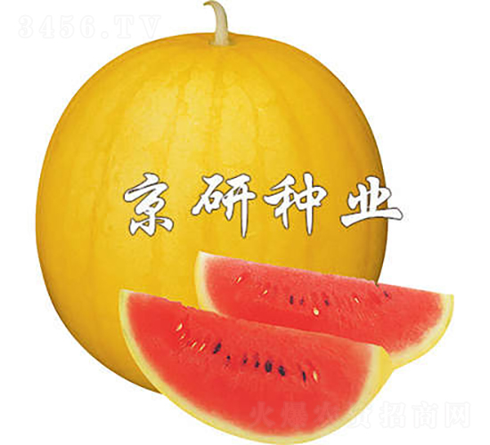 �SƤ����1̖(h��o)-���ϷN��-���зN�I(y��)