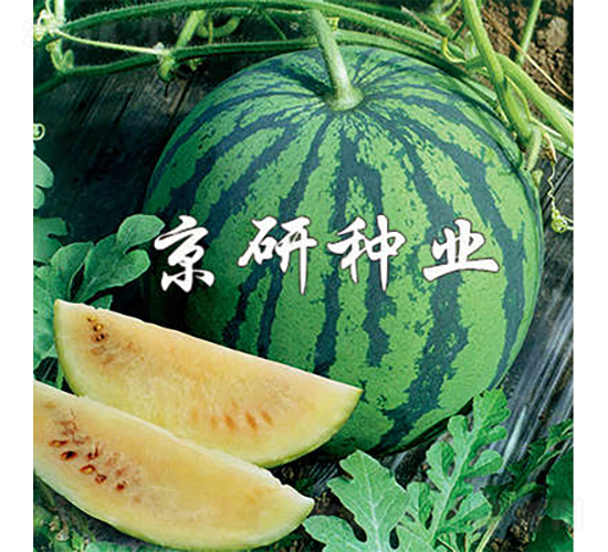 ��ѩ-���ϷN��-���зN�I(y��)