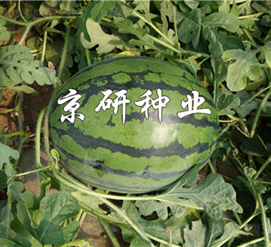 ����8K-���ϷN��-���зN�I(y��)