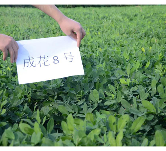 �ɻ�8̖-�����N��-���S�N�I(y��)