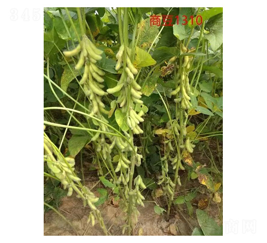 �̶�1310-�󶹷N��-���S�N�I(y��)