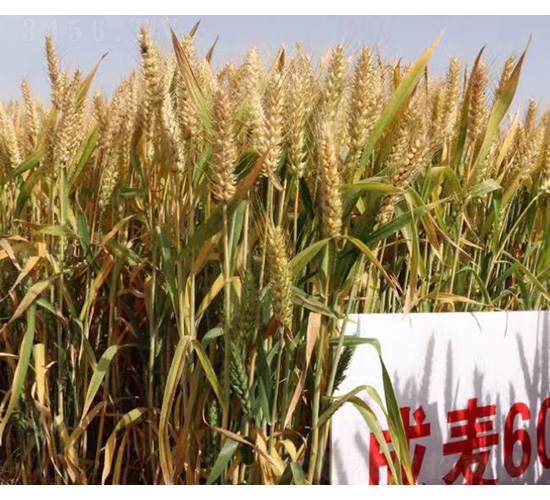 ����608-С���N��-���S�N�I(y��)