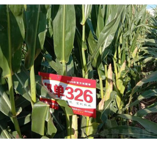 ����326-���׷N��-���S�N�I(y��)