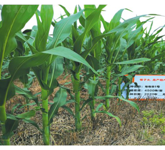 �����S1̖(h��o)-���׷N��-���S�N�I(y��)