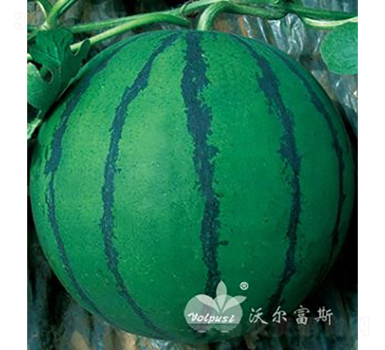 ԁ��F1���_(t��i)���P������Ʒ�N��-���ϷN��-�֠���˹