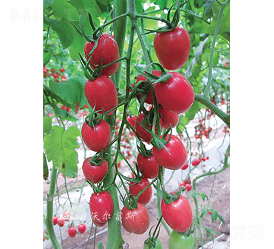 ǧ��F1���۹�С���ѣ�-���ѷN��-�֠���˹