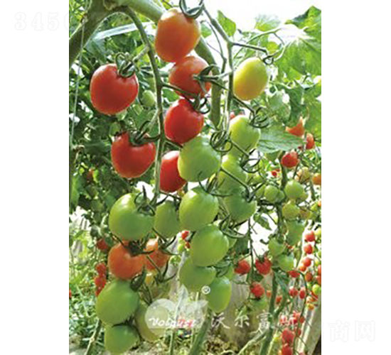 ǧ��1109F1����Ʒ�|(zh��)�۹�С���ѣ�-���ѷN��-�֠���˹