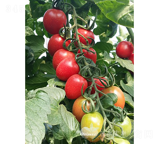 ��(m��ng)�؋�F1����TY�۹�С���ѣ�-���ѷN��-�֠���˹