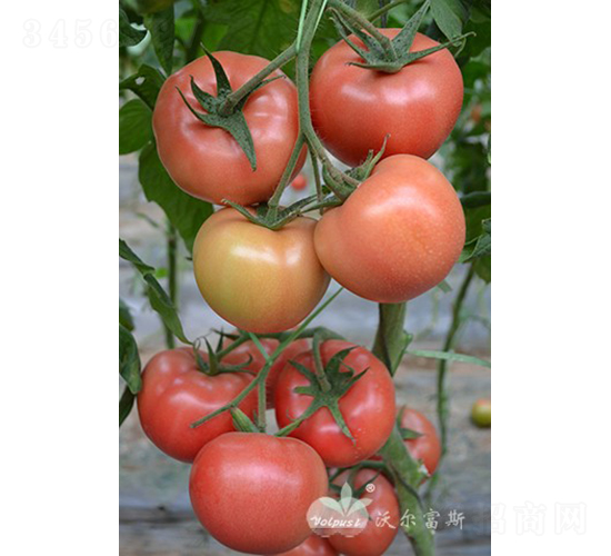 ����˹��̖(h��o)F1����TY�����۹����ѣ�-���ѷN��-�֠���˹