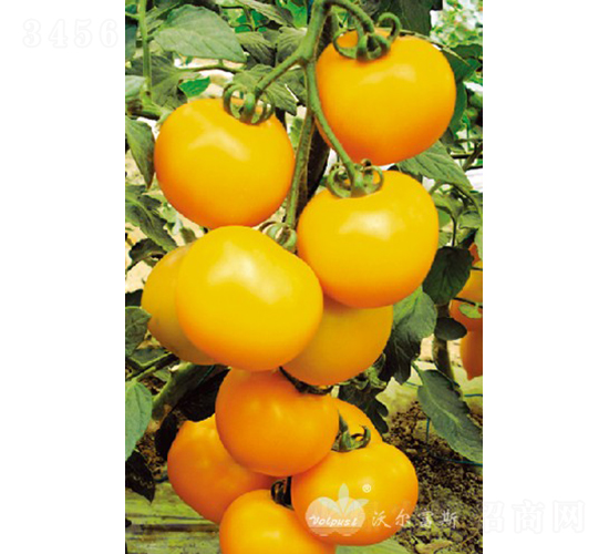 �S�_��F1����(y��u)�|(zh��)�S���з��ѣ�-���ѷN��-�֠���˹