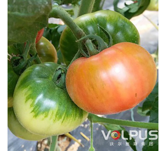 ��ؐ��21̖(h��o)F1���������ɫ��ݮ���ѣ�-���ѷN��-�֠���˹