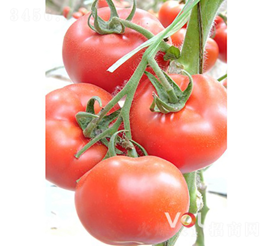 ��������̖(h��o)F1����TYԽ�ľ�Ʒ�۹����ѣ�-���ѷN��-�֠���˹