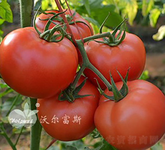 ��۹�148F1����TY�۹����ѣ�-���ѷN��-�֠���˹