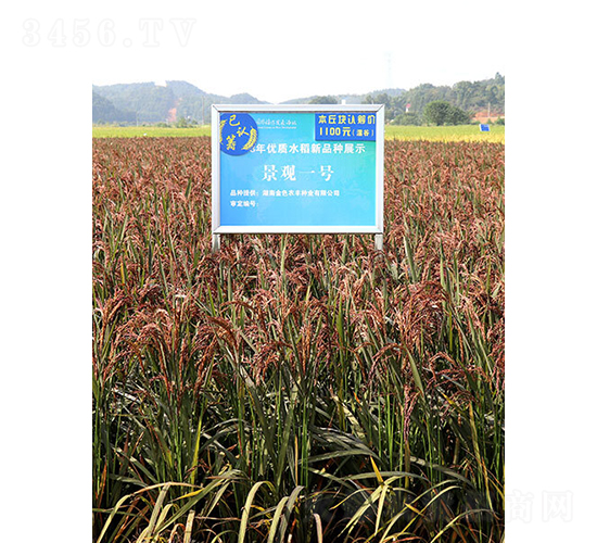 ���^һ̖-ˮ���N��-��ɫ�r�S