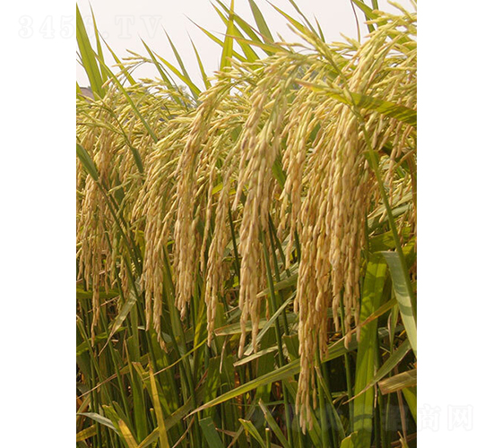 �����i17̖(h��o)-ˮ���N��-��ɫ�r(n��ng)�S