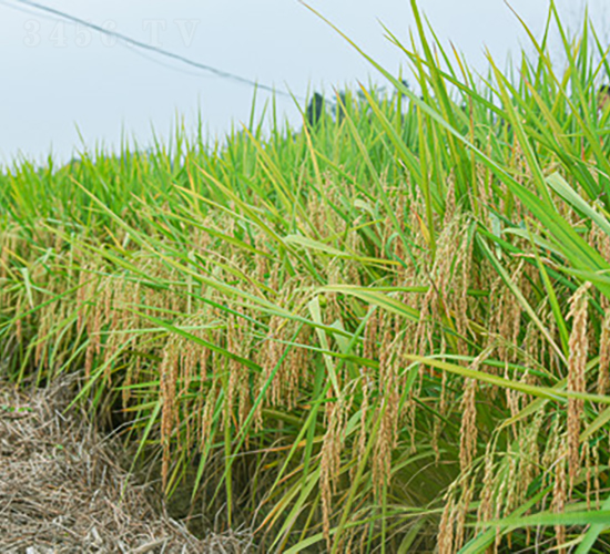 ��(chu��ng)�Ƀ�(y��u)33-ˮ���N��-��ɫ�r�S