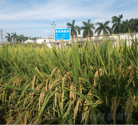 �ك�(y��u)�A��36-ˮ���N��-�V��