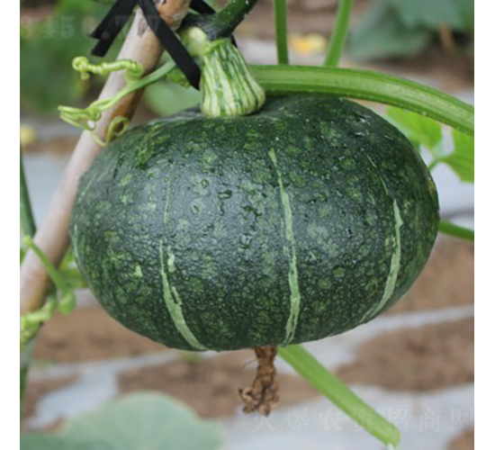 ��(y��u)�(y��ng)��2̖(h��o)�Ϲ�-�ϹϷN��-�V��