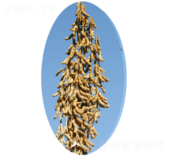 �x��52̖-�󶹷N��-�����N�I(y��)