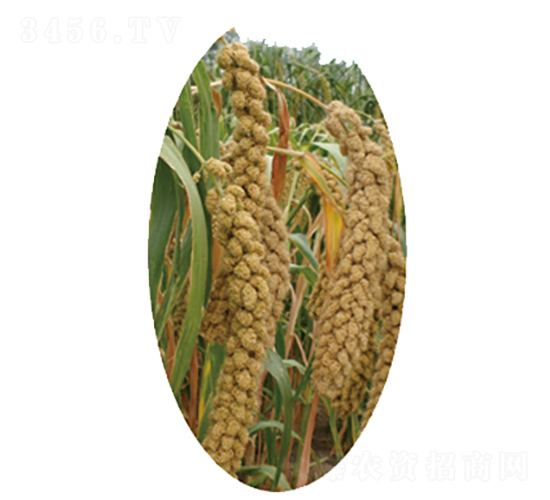 �x��21̖(h��o)-С�׷N��-�����N�I(y��)