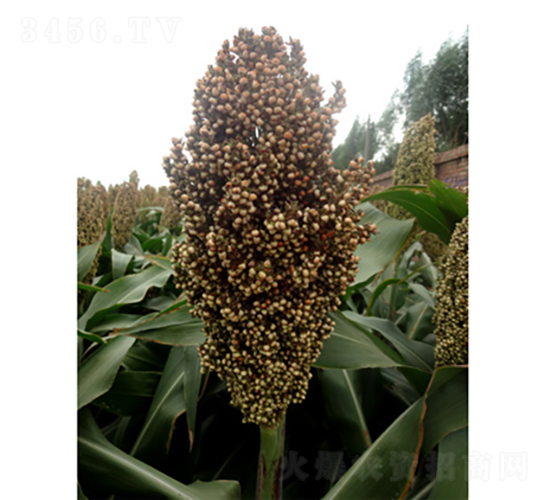 ���s1̖-�����N��-�����N�I(y��)