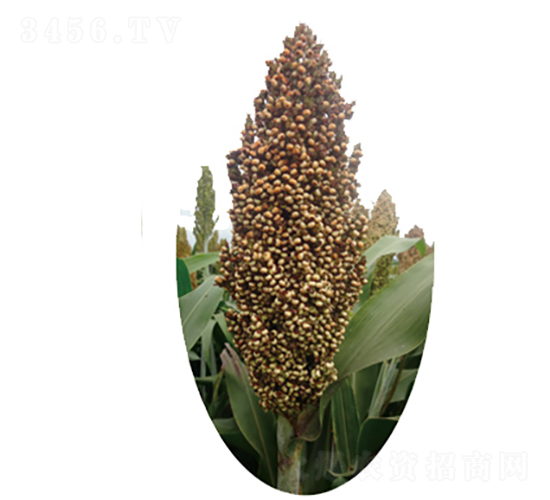 ����̖-�����N��-�����N�I(y��)