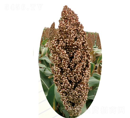 �x��405̖-�����N��-�����N�I(y��)