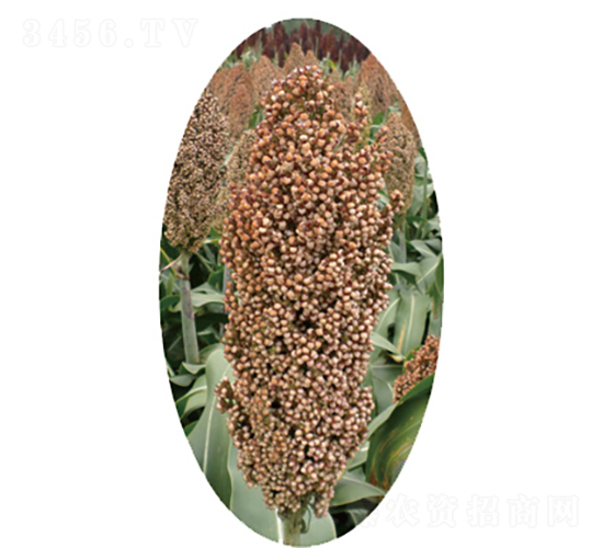 �x�s15̖-�����N��-�����N�I(y��)