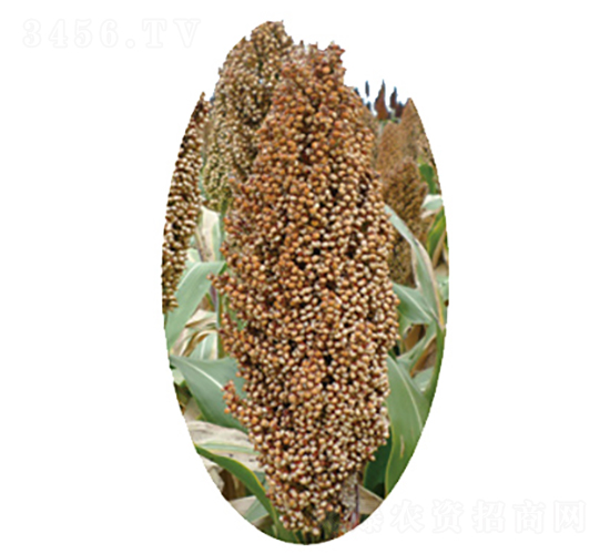 �x�s23̖-�����N��-�����N�I(y��)