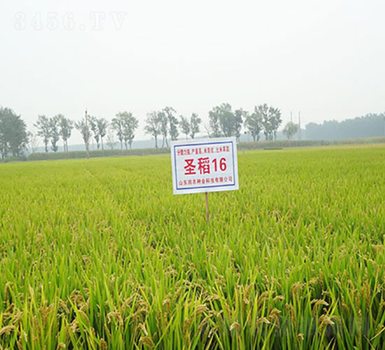 ʥ��16-ˮ���N��-�Ǻ����r