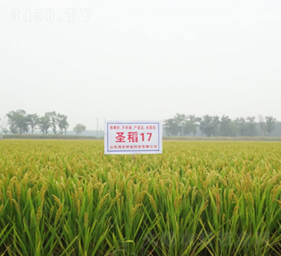 ʥ��17-ˮ���N��-�Ǻ���(r��n)�r(n��ng)