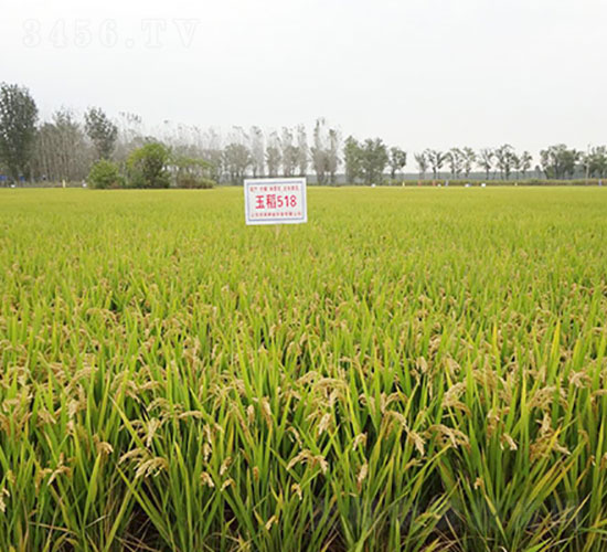 ��518-ˮ���N��-�Ǻ����r(n��ng)