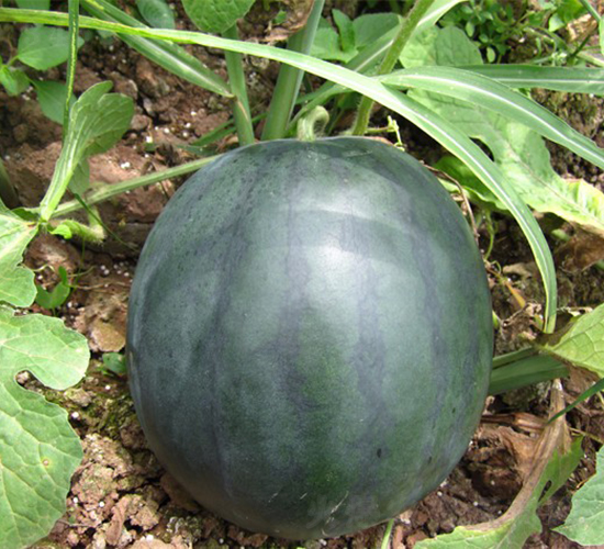 �ǌ���-���ϷN��-�A���N��