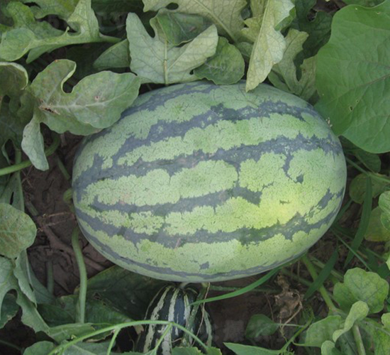 �A��12̖(h��o)-���ϷN��-�A���N��