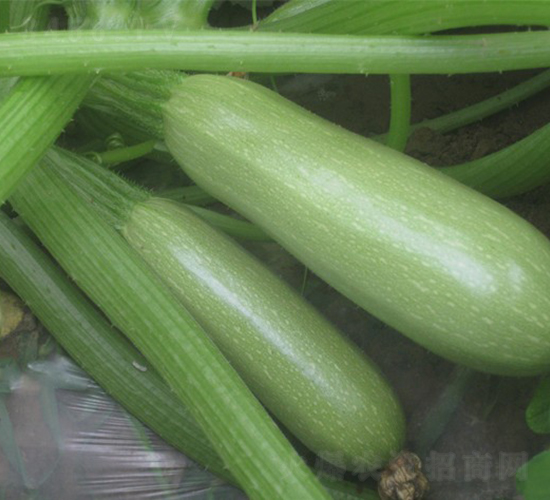 ����-�����J�N��-�A���N��