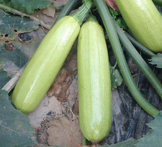 ɣ��-�����J�N��-�A���N��