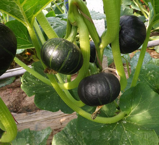 �ҷ�-�ϹϷN��-�A���N��