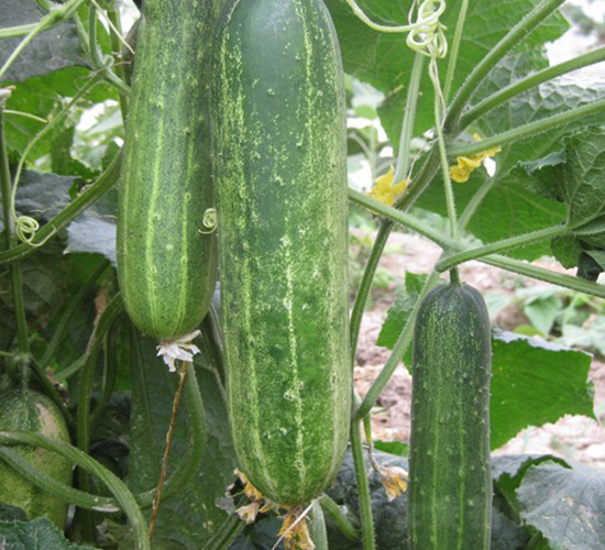 �A��310-�S�ϷN��-�A���N��